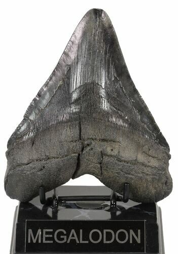 Large, Fossil Megalodon Tooth #56826
